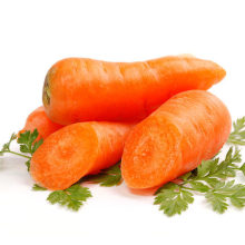 new Shandong fresh carrot export to malaysia